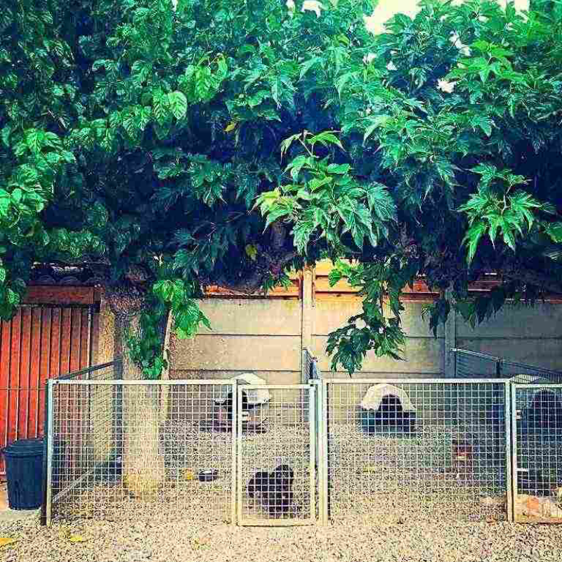 cani-cat-diaporama-pension-chien-5